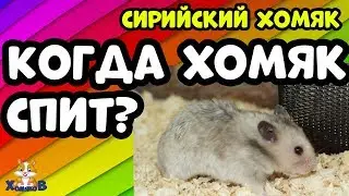 СИРИЙСКИЙ ХОМЯК. КОГДА ХОМЯК СПИТ?
