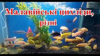 Малавійські цихліди, різні