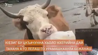 Баьлла лелачу аттал а бале ву аьттан да
