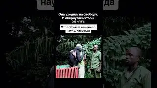 👉Ей сделали первое в истории Африки переливание крови между шимпанзе. Она выжила…👇