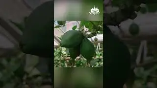 Саратовский лимонарий удивит каждого 