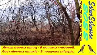 Ловля певчих птиц - В поисках снегирей.  Лов співочих птахів - В пошуках снігурів.