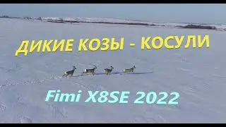 Дикие козы - косули, охота с дрона #FimiX8SE2022