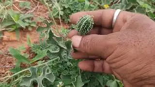 వేలమంది సిద్ధులు,తాంత్రికులు వెతుకుతున్న మొక్క- బంగారం తయారు చేయడానికి... | Benefits of Verripucha