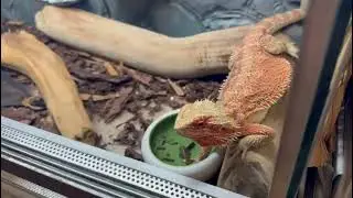 Ящерица съела ящерицу.