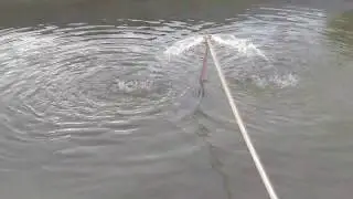 Criação de Tilápia e Tambaqui em Tanque Escavado com Lona