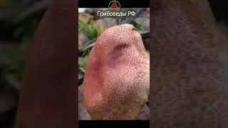 Осторожно! Ядовитый Паутинник ленивый - Cortinarius bolaris.