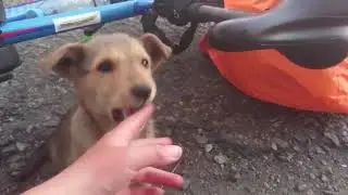 Объясняю собакену, что за велосипедистами бегать не надо!
