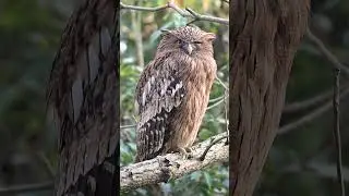 Nature's Kill Machine | 