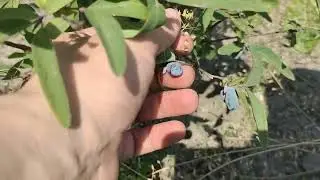 Жимолость съедобная Ягода молодости Вкусная и полезная ягода Сельская жизнь