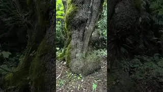 Pacific Northwest Nature Walk (Vertical)