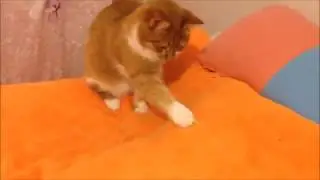 Когда кошка немножко белка I ЛапУшки Котейки