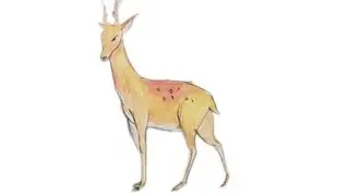 How to Draw A Deer