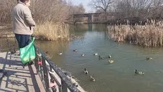 утиный остров. река тускарь.