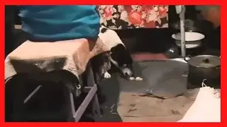 ⚡БАБУШКА КОРМИТ СОБАКУ ПОСРЕДИ ХАТЫ / ПЕС МАЛЫШ ЕСТ ПЮРЕШКУ / ЖИЗНЬ В СЕЛЕ