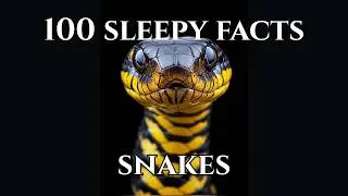 100 Shocking Facts About Snakes You Didn’t Know — The Science Behind Their Secrets