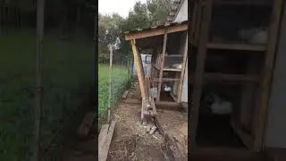 rabbit cages