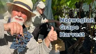 Harvesting Grapes in Beautiful Norwegian Fjord Landscape!