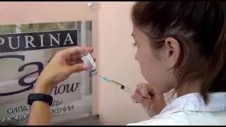 Кошка попала в клинику
