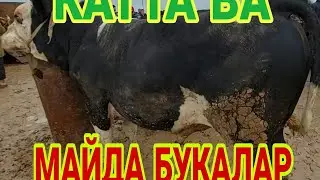 КАРШИ МОЛ БОЗОРИ