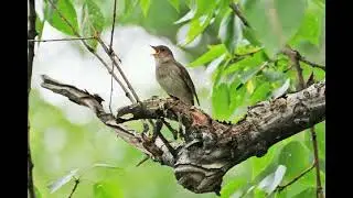 Душевное пение соловушки (звуки природы)