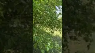 Лучшие моменты трансляции 