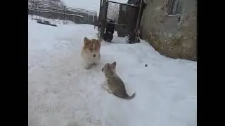 вельш-корги пемброк