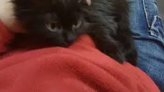 Крошка Муха мечтает обрести РОДНОЙ ДОМ!
