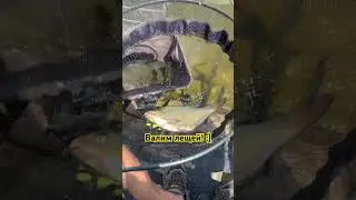 Рыбалка на фидер. Тренимся перед этапом NFC. Валим лещей!:)