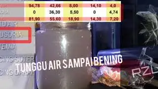 BURAYAK CEPAT BESAR UMUR 0-2MINGGU