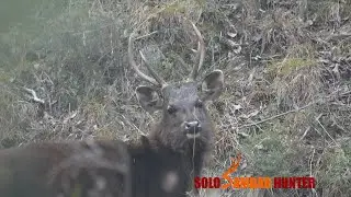 Solo Sambar Hunter - 
