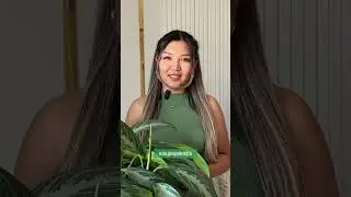 Почему желтеют листья на комнатных цветах#сад #растения #цветы