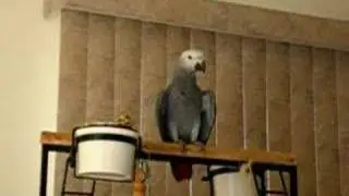Auggie Tries to Sing Pt II