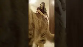киса затащила катку😎