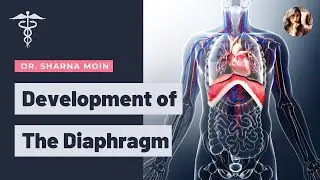 Development of the diaphragm- Embryology in details & made easy (origin, sources & process)