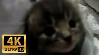 [4K UHD] КОТЁНОК ЧИХНУЛ В 4K КАЧЕСТВЕ \ THE KITTEN SNEEZED IN 4K QUALITY