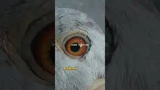 PENGARUH WARNA MATA MERPATI TERHADAP PERFORMA