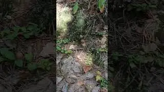 Белые Грибы растут на дороге. Жесть сколько!