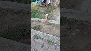 Little Takko wants to play