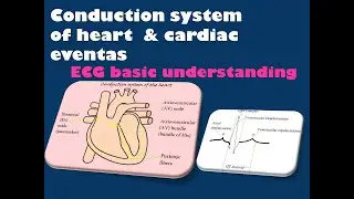 Basics of ECG,  P wave, QRS complex, T wave, PR, QT interval