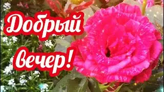 ДОБРЫЙ ВЕЧЕР! Пожелания доброго вечера! Красивые открытки добрый вечер Светлячок