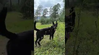 клубника пошла