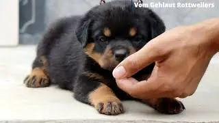 Clever CHLOE  OF  GEHLAUT|| #puppy #pet || Rottweiler Puppy || Srecko Timit-Tor grand Daughter||