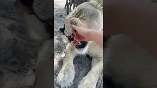 LION TEETH