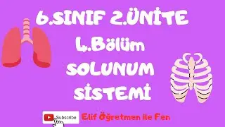 6.SINIF 2.ÜNİTE 4.BÖLÜM SOLUNUM SİSTEMİ
