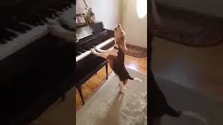 His voice is Better than mine