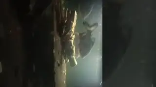 пиранья