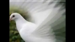 Chante Alléluia au Seigneur...