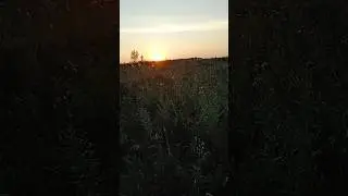 Вечерняя прогулка.