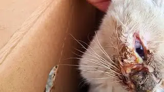 Rescued wounded cat from near dead ! Surprise ending!